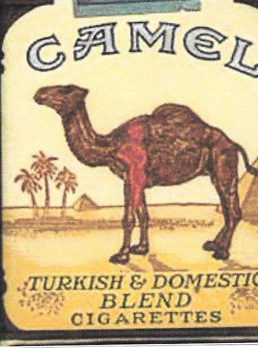 Camel 11.