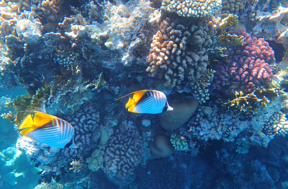 Sharm-008