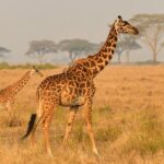 Afrika-8