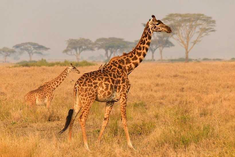 Afrika-8