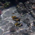 Prima-016