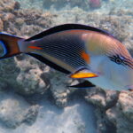 Marsa-9